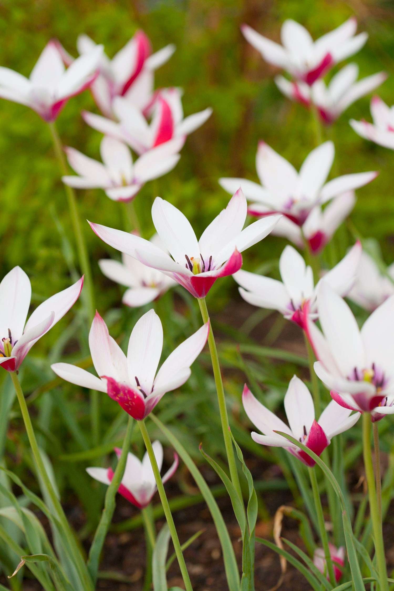 Botanical Tulip 'Peppermintstick'